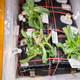Image for article titled Astronauts Almost Killed Their First Flowers